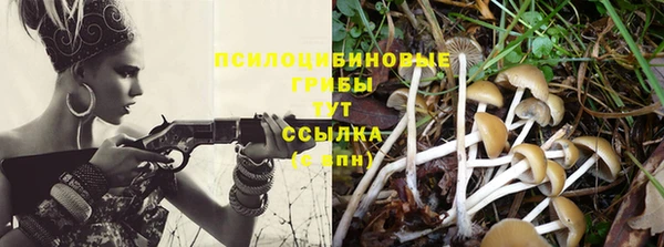 шишки Арсеньев